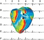 Kardiovaskuläre Physik