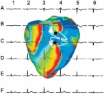 Kardiovaskuläre Physik