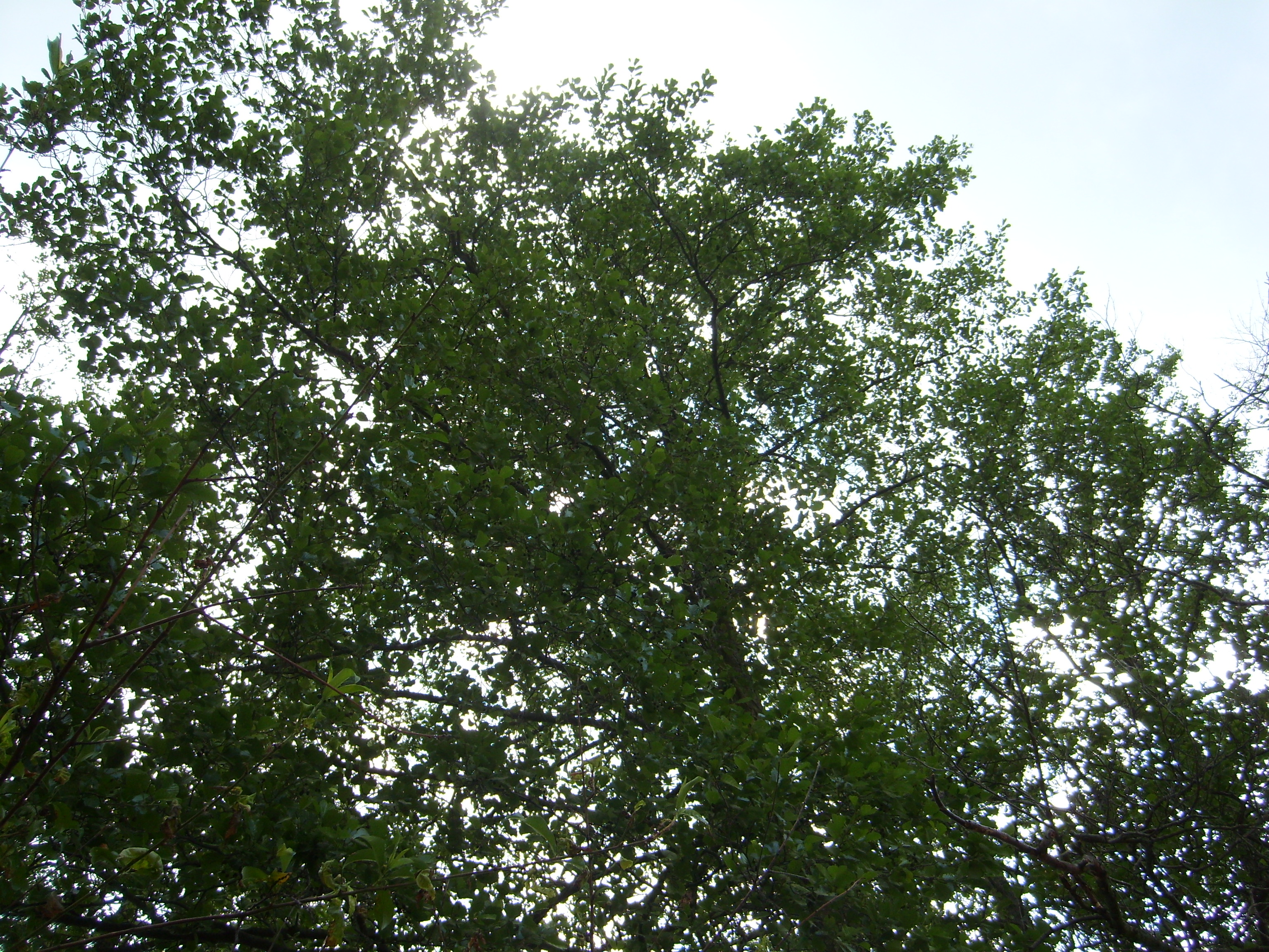 26-Baum vor blauem Himmel.jpg