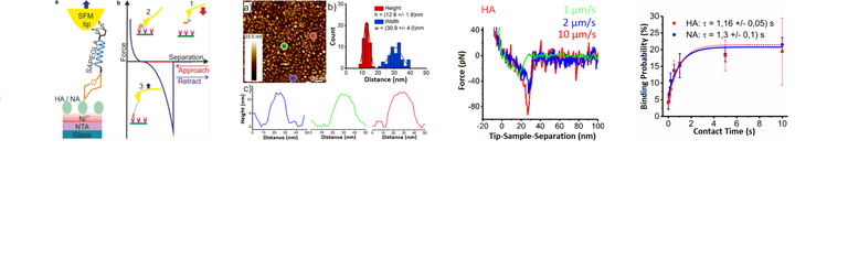 Dynamic_bounding_of_influenza_to_sialic_acid_5.png