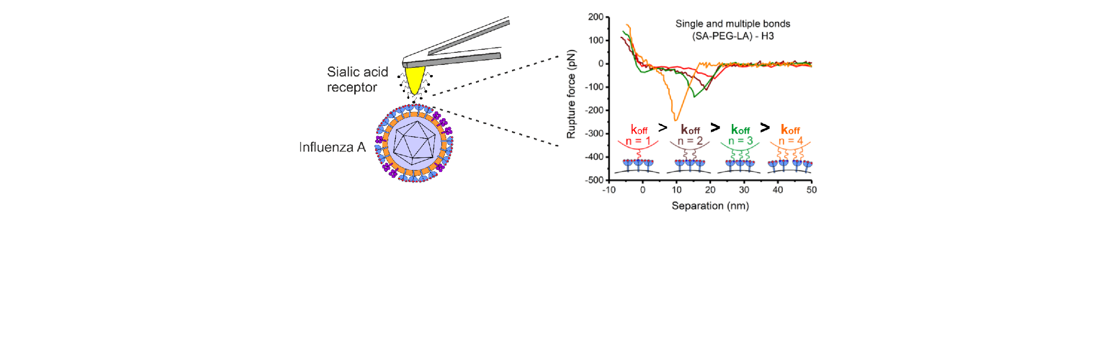 influenza_sialic_acid_reiter_scherer.png