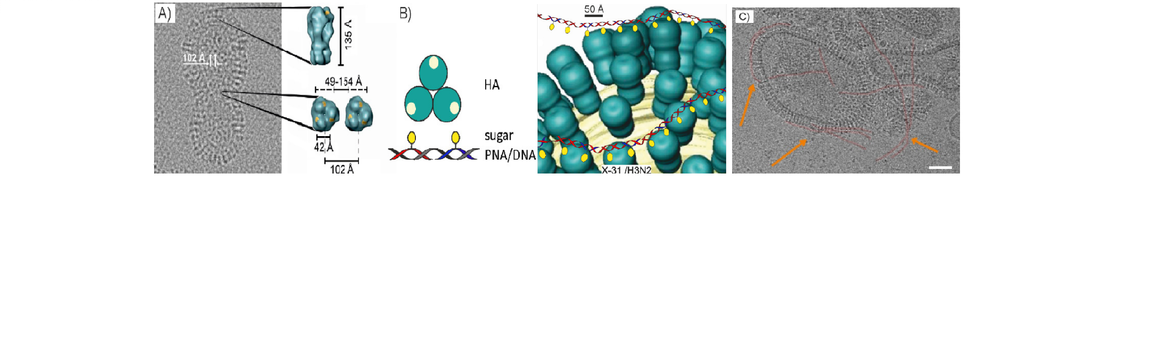 Sialyl-LacNAc-PNA∙DNA concatamers10.png