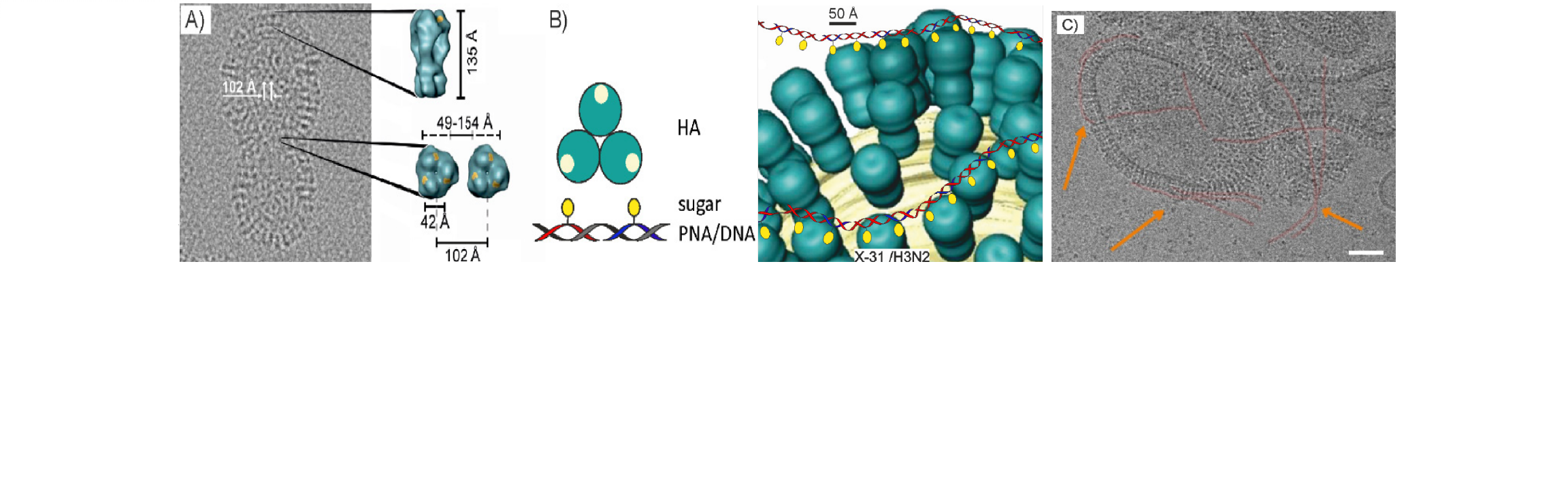 Sialyl-LacNAc-PNA∙DNA concatamers3.png