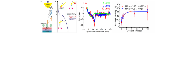 Dynamic_bounding_of_influenza_to_sialic_acid_2.png