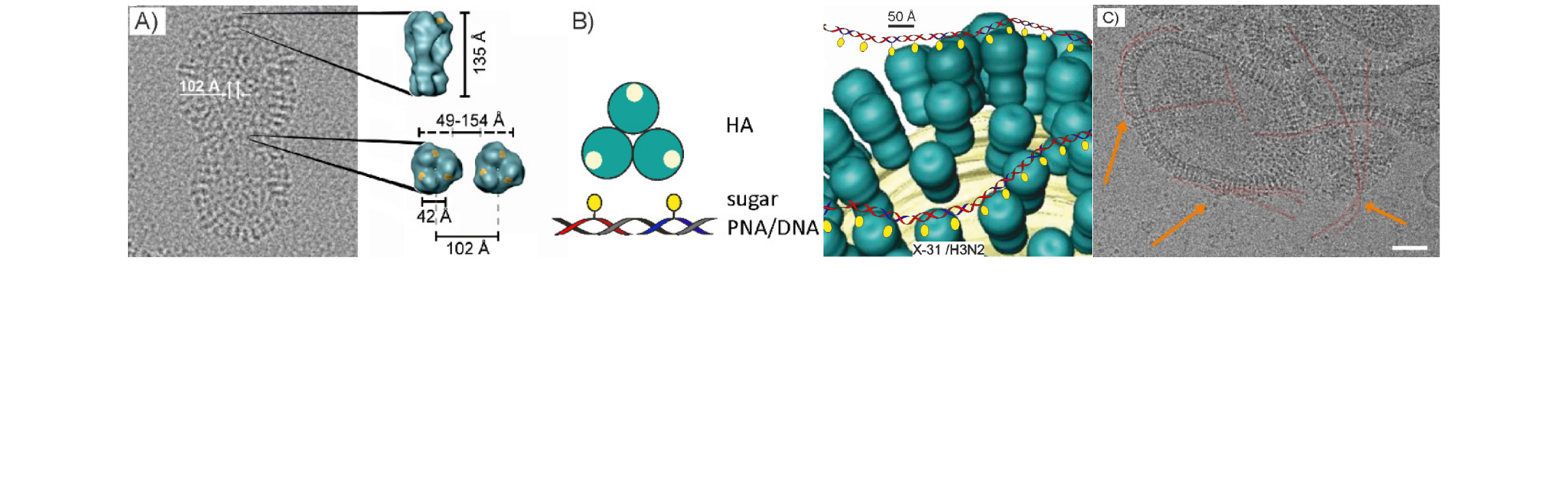 Sialyl-LacNAc-PNA∙DNA concatamers.png