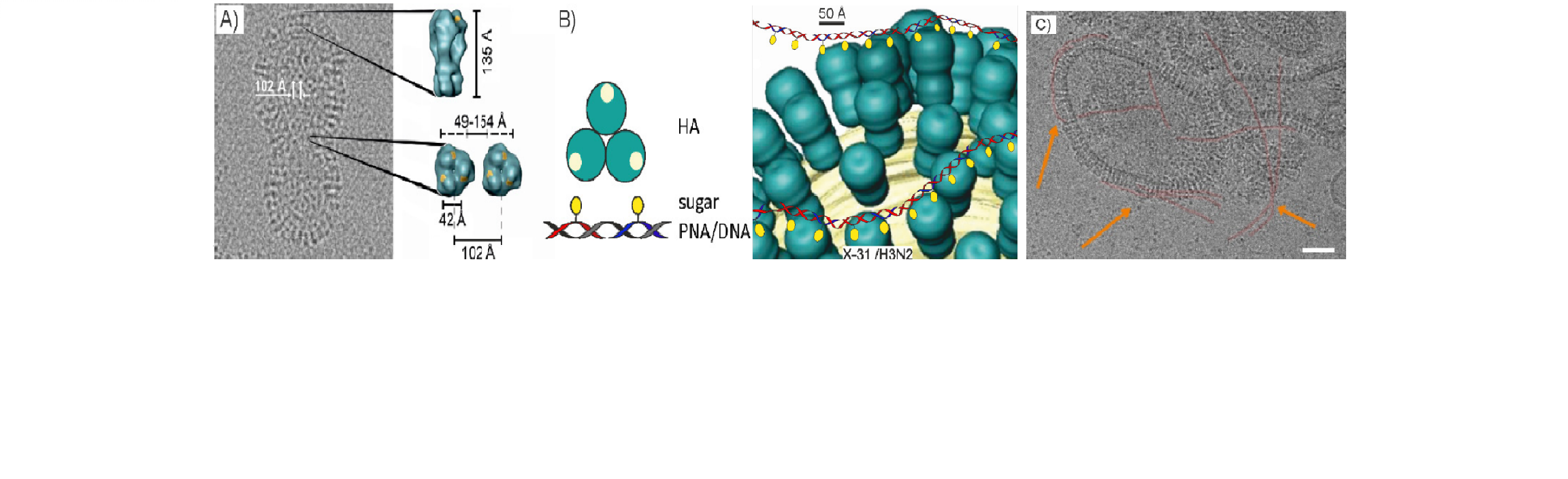 Sialyl-LacNAc-PNA∙DNA concatamers10_large.png