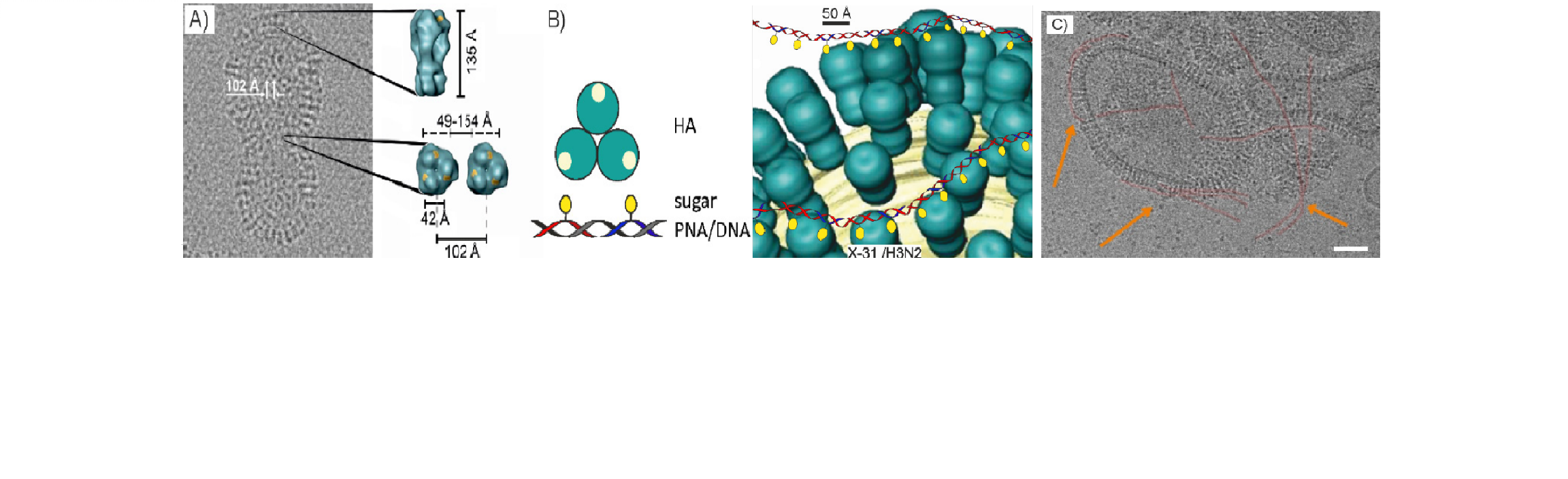 Sialyl-LacNAc-PNA∙DNA concatamers10large.png